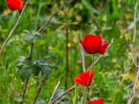 Mohnblüten ziehen den Blick auf sich